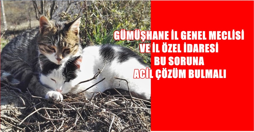 Fare ve yılan gibi zararlılara karşı köylerin bekçisi olan kediler