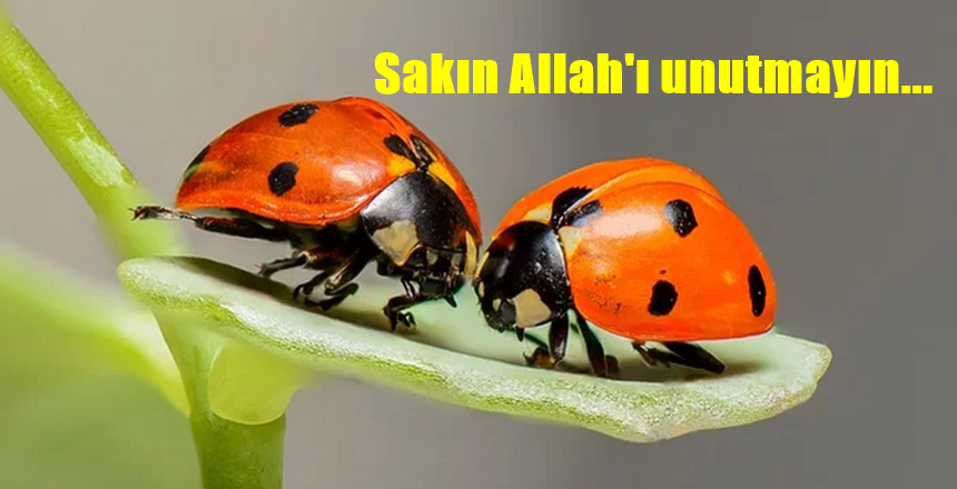 Şair Ali Özdoğan âşıkları bu sözlerle uyardı Anladım aşkı bilip