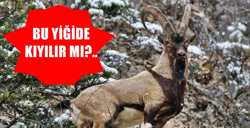 Gümüşhane Doğa Koruma ve Milli Parklar (DKMP) Şube Müdürlüğü av