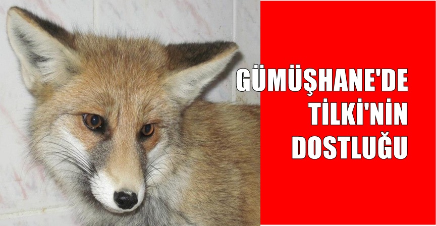 Gümüşhane’nin merkez ilçeye bağlı Taşköprü yaylasında Akgüller Turistik Tesisleri’nin sahibi