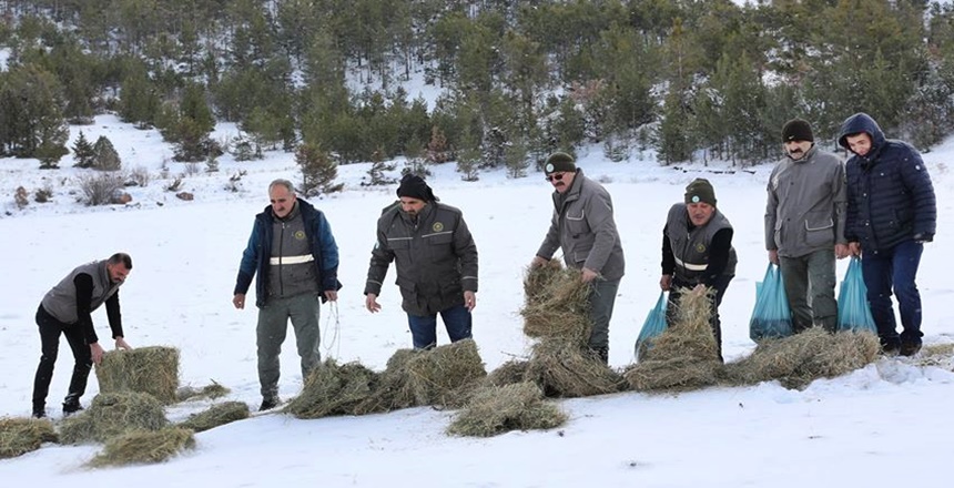Gümüşhane’de ağır geçen kış şartlarında yiyecek bulmakta zorlanan yaban hayvanları