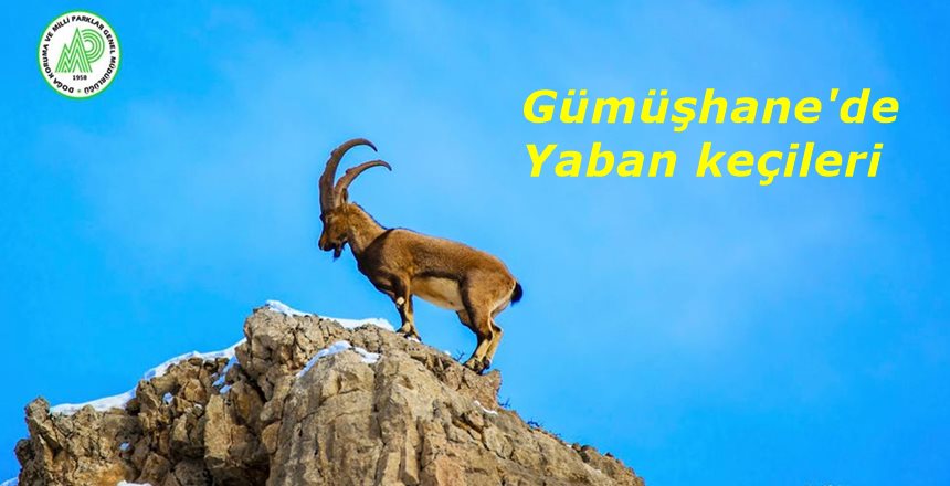 Bu görüntüler Doğa Koruma ve Milli Parklar Gümüşhane Şube Müdürlüğü
