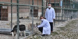 Gümüşhane Belediyesi yeni tip koronavirüs (Kovid-19) salgını nedeniyle yiyecek bulmakta