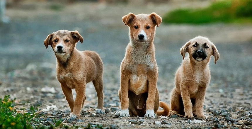 İÇİŞLERİ BAKANLIĞI İNTERNET SİTESİ HABERİ – 05.04.2020 Koronavirüs Tedbirleri Kapsamında