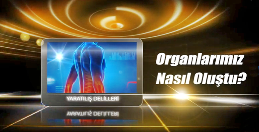 ORGANLARIMIZ NASIL OLUŞTU? KAYNAK: FEYYAZ TV KAYNAK LINK: https://feyyaz.tv/