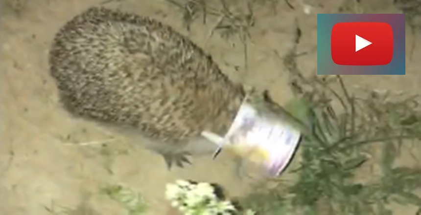 TEMA Gümüşhane İl Temsilcisi Yusuf Oral ve kızları başına yoğurt