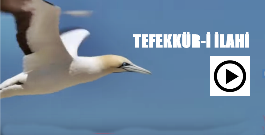 KAYNAK: FEYYAZ TV AKTİF KAYNAK LİNKLER: https://www.feyyaz.org/ https://www.feyyaz.tv