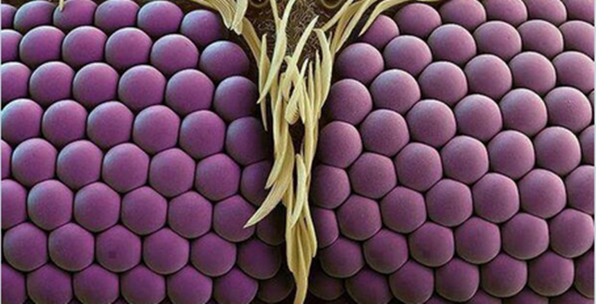 TEFEKKÜR-İ İLAHİ &nbsp;“Bir sineğin, bir insanın âzâları ve cihazatı, hattâ