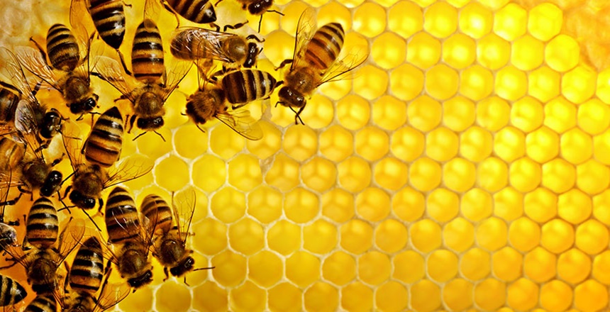 İngiliz araştırmacılar, balın öksürük ve soğuk algınlığına karşı antibiyotiklerden daha