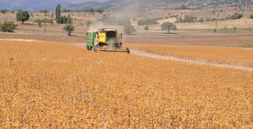 Gümüşhane’nin Şiran ilçesinde 7 bin dönüm araziye ekilen aspir bitkisinin