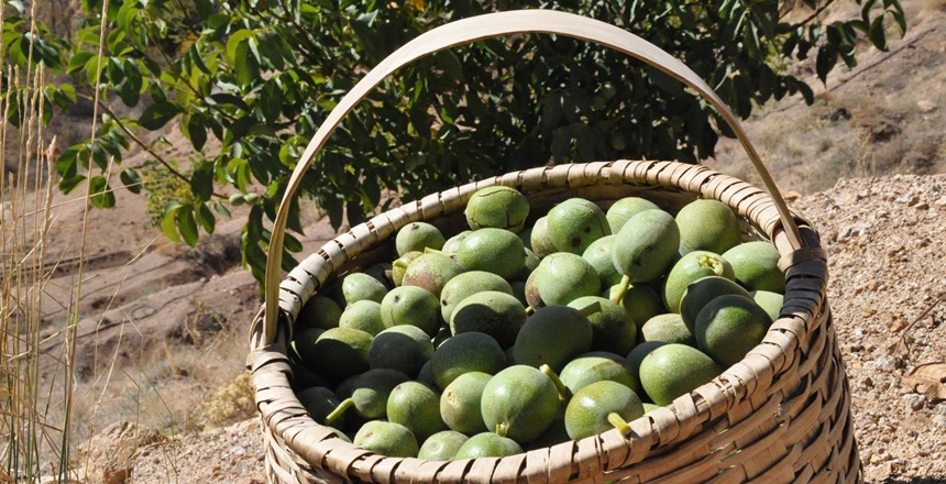 Gümüşhane’de 2015 yılında hazırlanan “Ceviz Eylem Planı”nın ardından uygulanan proje