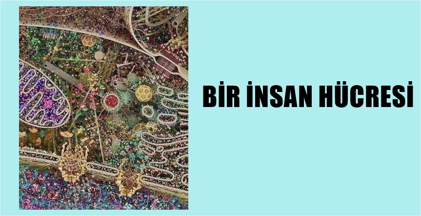 İNSAN HÜCRESİNİN BUGÜNE KADARKİ EN AYRINTILI GÖRÜNTÜSÜ Görmüş olduğunuz görsel
