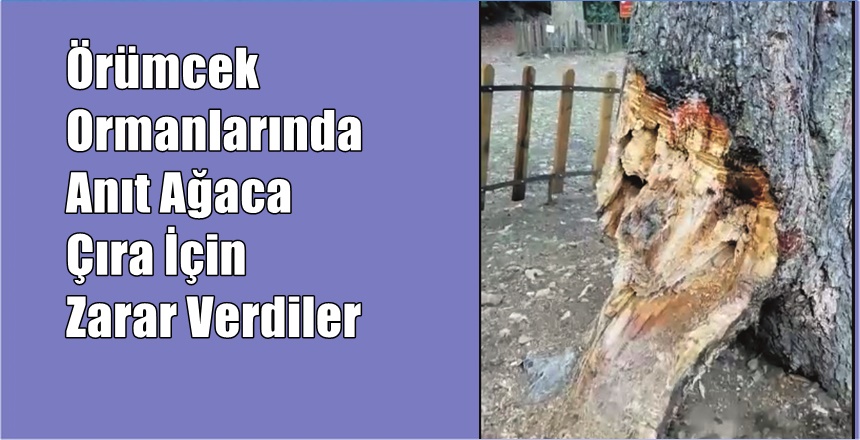 Gümüşhane’nin Kürtün İlçesi  örümcek Ormanlarında yer alan ve Avrupa’nın en