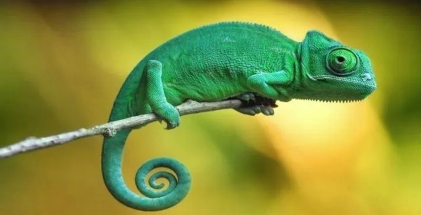 BUKELAMUN’UN KISA SÜRE İÇİNDE RENK DEĞİŞTİRME GÖRÜNTÜLERİ Okul okumamış, şuuru