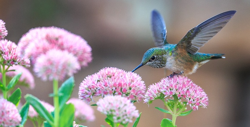 HASAN PİR Leyla ile Mecnun hikâyesi herkesin malumudur. Leyla çirkin