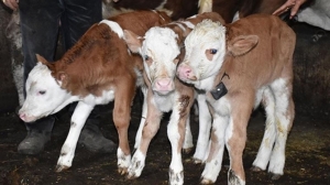 11 Şubat 2021 tarihinde Gümüşhane’de&nbsp; emniyet güçlerinin yol kontrolleri sırasında