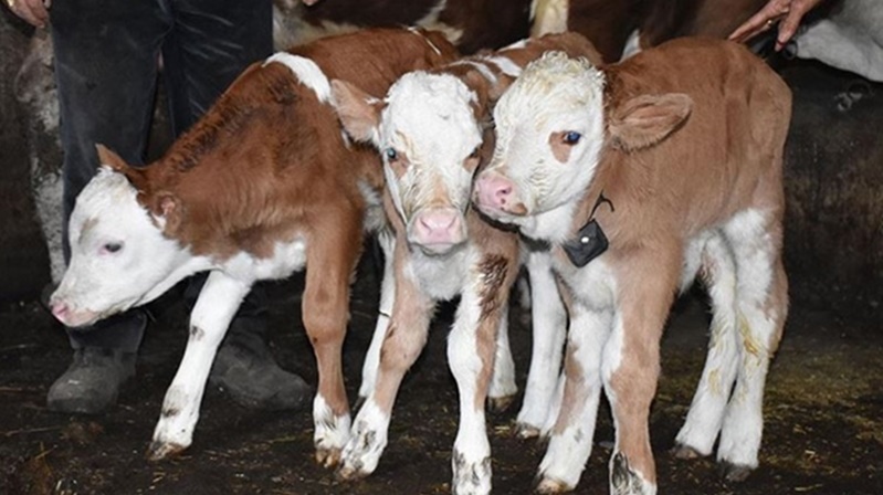 11 Şubat 2021 tarihinde Gümüşhane’de&nbsp; emniyet güçlerinin yol kontrolleri sırasında