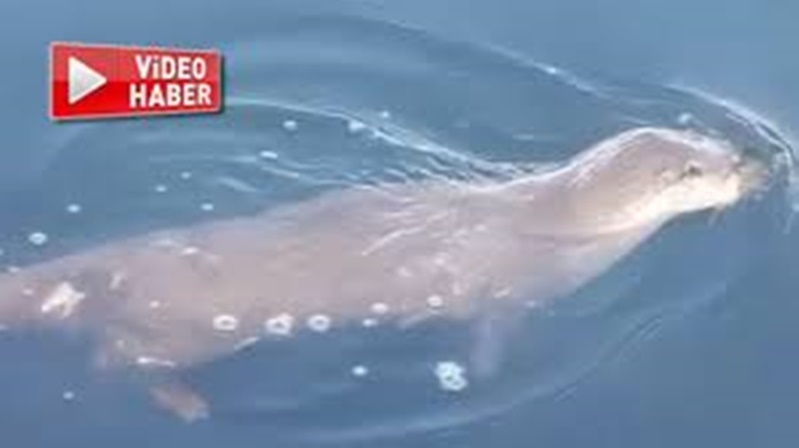 14 Mart 2021 Pazar günü gece yarısı Gümüşhane kent merkezinden