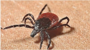 Uzun yıllardan beri Gümüşhane ili için büyük tehlike oluşturan ve