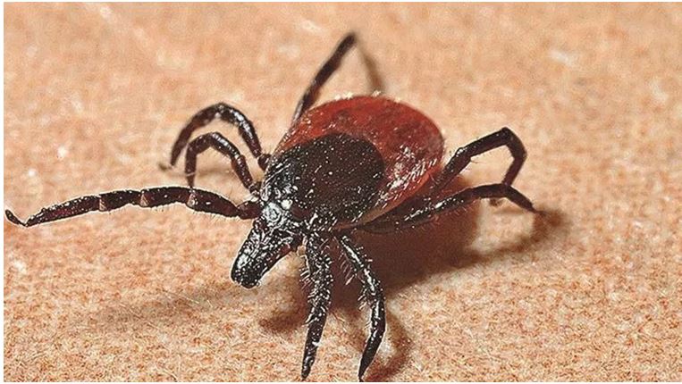 Uzun yıllardan beri Gümüşhane ili için büyük tehlike oluşturan ve