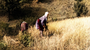 Araştırmacı Yazar Adem Azber yazdı Günümüzde kolayca yiyeceklerimiz alabiliyor ve