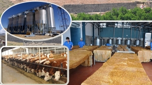 Konu ile ilgili Gümüşhane Valiliği’nden yapılan yazılı açıklamada şöyle denildi: