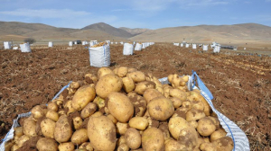 Niğde’den gelip Köse’de patates tarımı yapıyor. Köse ilçesine bağlı Oylumdere