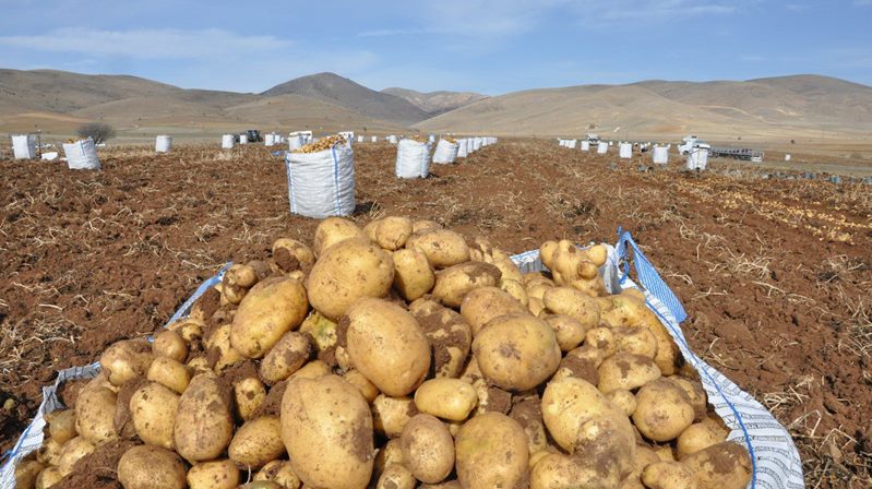Niğde’den gelip Köse’de patates tarımı yapıyor. Köse ilçesine bağlı Oylumdere