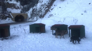 Kış mevsiminde yardıma muhtaç, sahipsiz sokak köpeklerinin korunması için Zigana