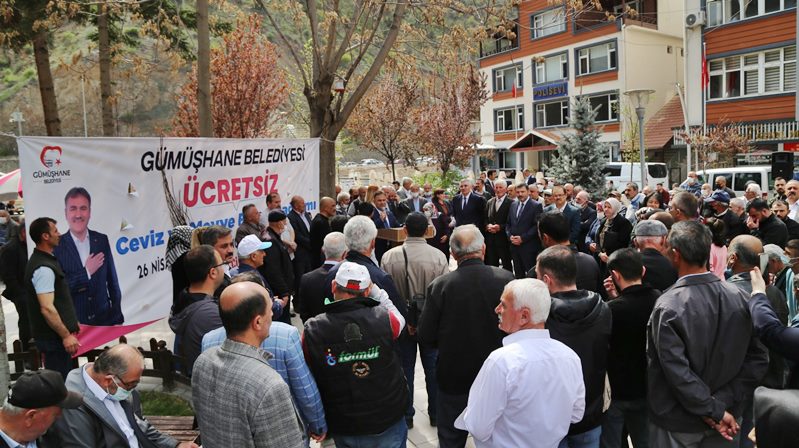 Bursa’dan getirilen ve Gümüşhane iklimine en uygun ceviz türlerinden birisi