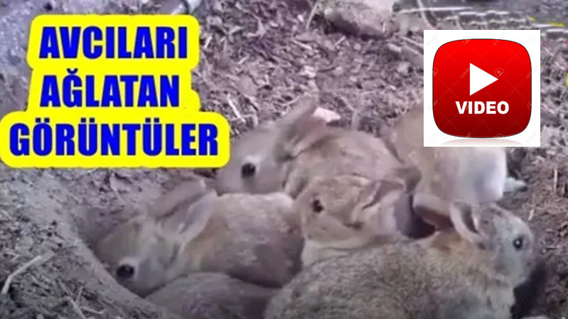 Videoyu izledikten sonra tekrar soruyoruz. Akılsız, şuursuz tavşan bu şefkati