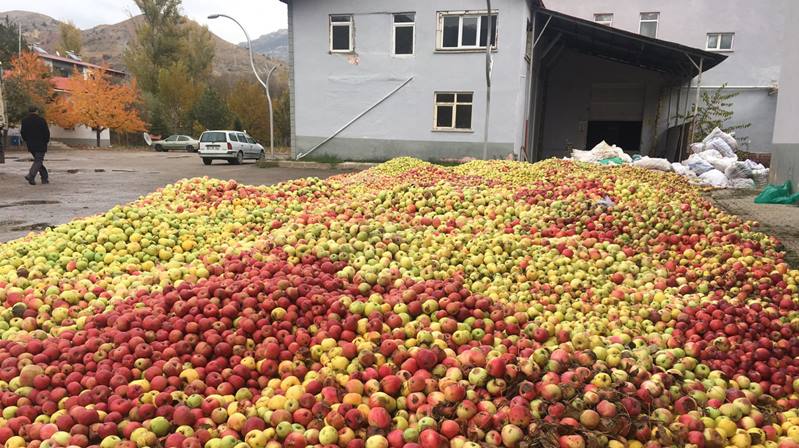 Gümüşhane’de uzun yıllardan beri ilk kez “Döküntü elma” toplayan GÜMÜŞSU,