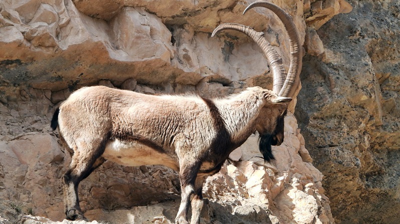 Gümüşhane Olay Gazetesi’nin Haberi Tarım ve Orman Bakanlığı Doğa Koruma