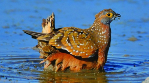 Aslınur Bahar Çöl Tavukları, bilimsel adıyla Namaqua sandroguse (Pterocles namaqua),