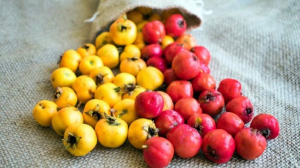 Gümüşhane doğasında sıklıkla yetişen, kalp dostu Alıç meyvesinin yaygınlaştırılması için