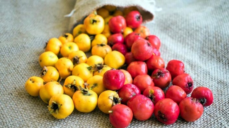 Gümüşhane doğasında sıklıkla yetişen, kalp dostu Alıç meyvesinin yaygınlaştırılması için