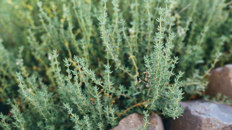 Dünyada en çok talep gören tıbbi ve aromatik ürünler arasında