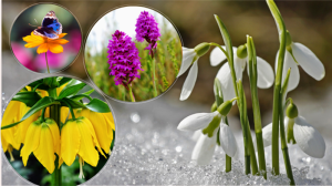 Tarım ve Orman Bakanlığı, Doğa Koruma ve Milli Parklar Genel