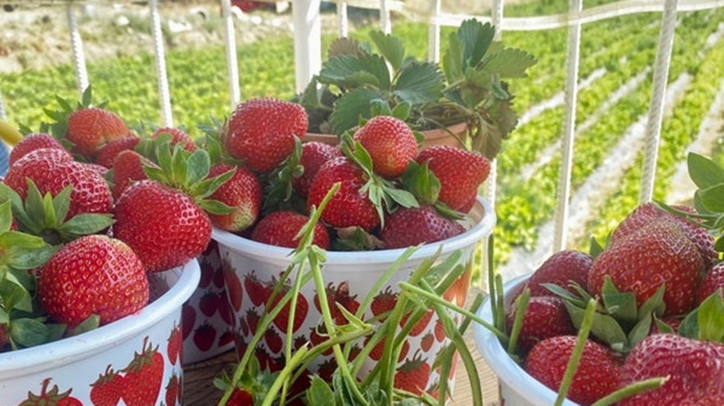 Gümüşhane İl &nbsp;Tarım ve Orman Müdürlüğü’nce hazırlanan ve Gümüşhane &nbsp;İl