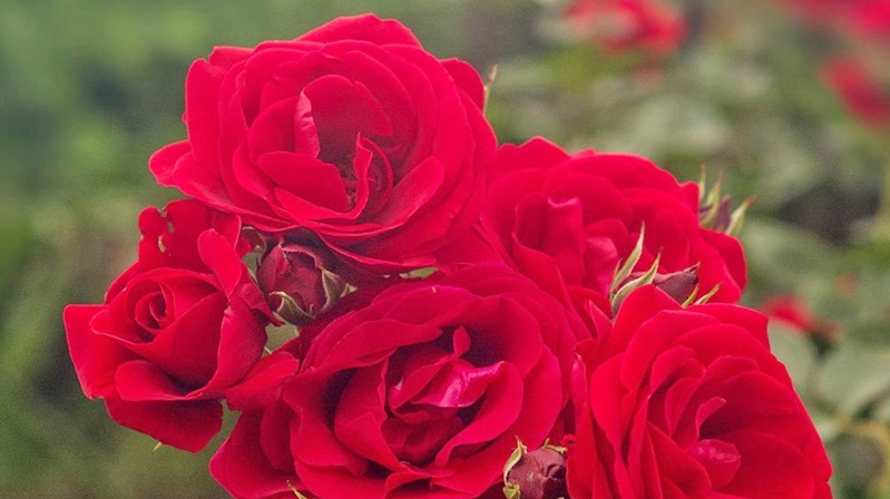 Hasan Pir Sağlıklı toplumlar sağlıklı ailelerden meydana gelir. Aile yapısı