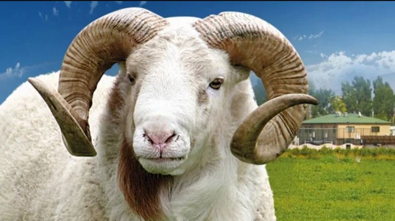 Diyanet İşleri Başkanlığı Din İşleri Yüksek Kurulu’nun, Diyanet internet sitesinde