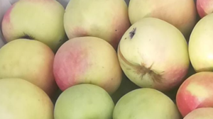 Gümüşhane’nin kültürel mirası olan “Göbek Elması” ile ilgili sorularımıza Tarım