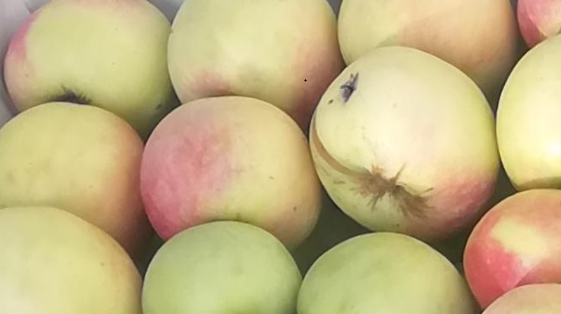 Gümüşhane’nin kültürel mirası olan “Göbek Elması” ile ilgili sorularımıza Tarım