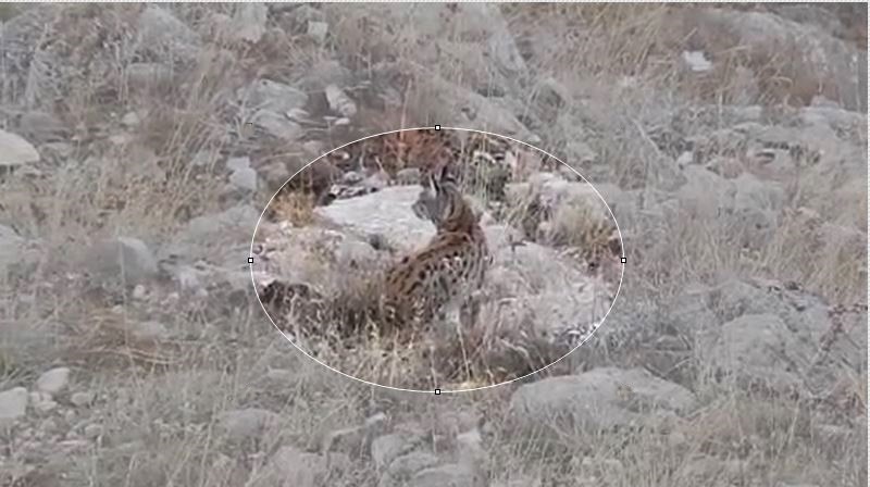 Nesli tükenme tehlikesi altında olan vaşak, Gümüşhane’de kameralar tarafından görüntülendi.