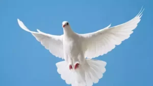 A.Aksakallı – Misafir Kalem Ne yaparlarsa yapsınlar artık çok geç