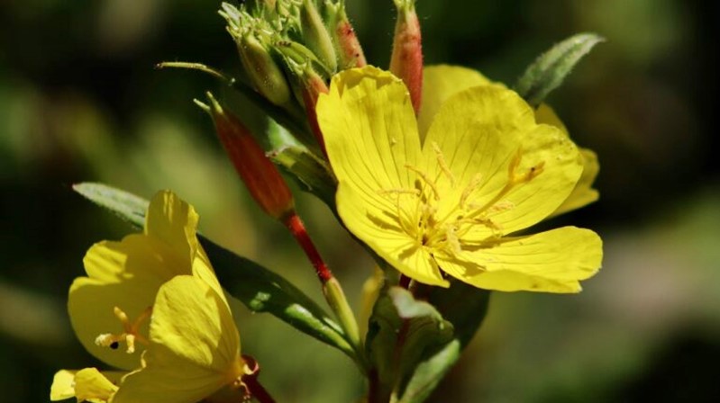 Prof. Dr. Fatih Satıl – Balıkesir Üniversitesi Biyoloji / Botanik