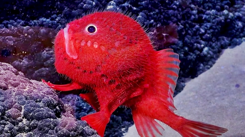 Uzm.Dr. Selçuk ESKİÇUBUK Uçan kuş, yüzen balık, yürüyen dört ayaklı