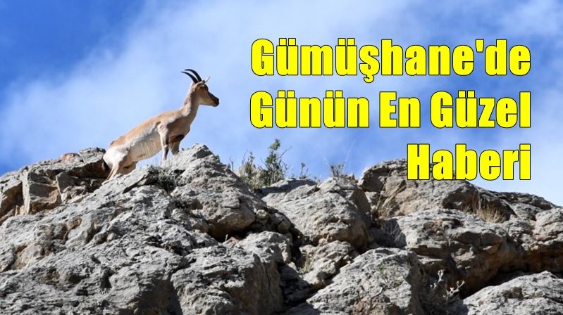 Gümüşhane’de son yıllarda uygulanan etkin av koruma çalışmaları ve halkın