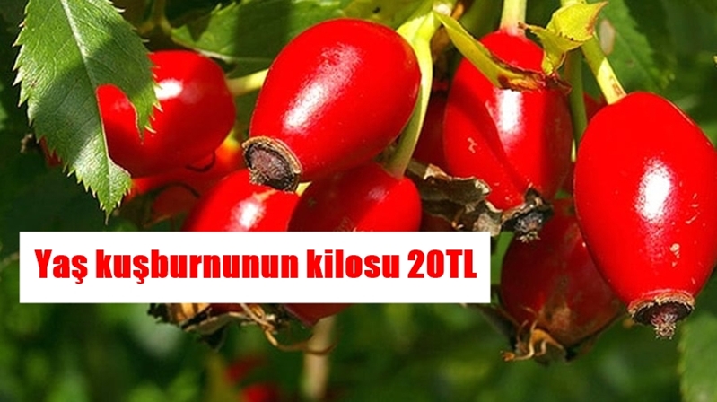 Gümüşhane’nin tarım ve sanayi sektöründe önemli bir yere sahip ve