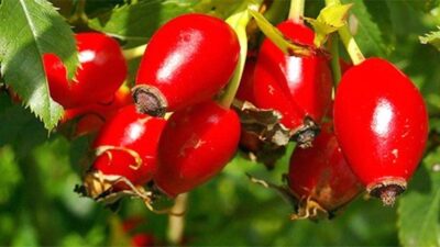 S. Vedat Karaarslan – Arkeolog, Elektronik Mühendisi (MSc.) Pembe çiçekleri